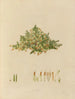 Délimitations des plantes exotiques cultivées dans les jardins royaux de Kew Pl. 29 - Franz Andreas Bauer — artwork view