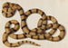 Serpent - Franz Anton von Scheidel — artwork view