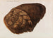 Turtle nesting - Franz Anton von Scheidel — artwork view