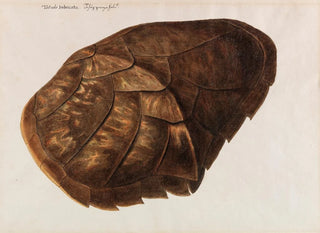 Turtle nesting - Franz Anton von Scheidel — artwork view