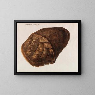 Turtle nesting - Franz Anton von Scheidel — framed artwork on a wall