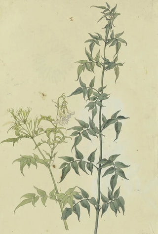 Franz Theobald Horny - Zwei Jasminzweige.webp