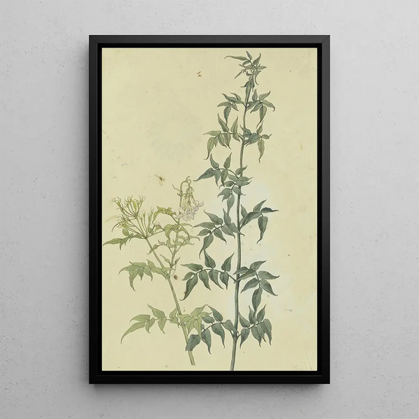 Two branches of jasmine - Franz Theobald Horny — framed artwork on a wall