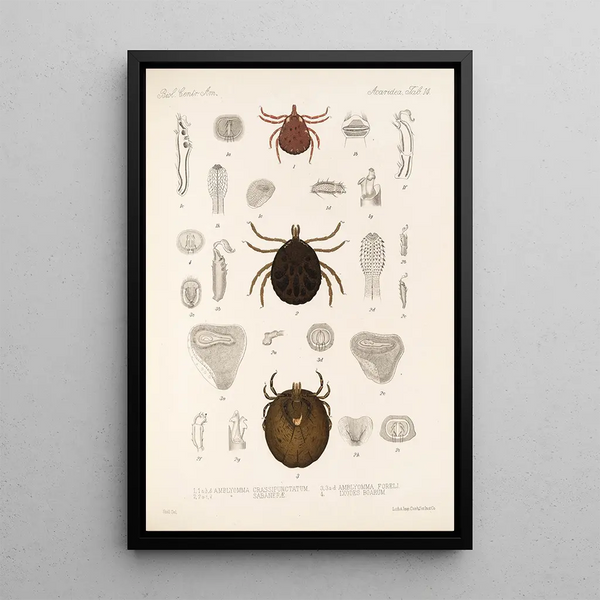 Arachnida Acaridea Pl 14 - Frederick DuCane Godman — framed artwork on a wall