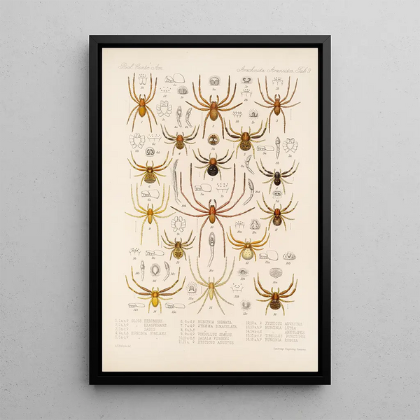 Arachnida Araneidea Pl 09 - Frederick DuCane Godman — framed artwork on a wall