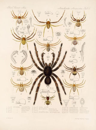 Frederick DuCane Godman - Arachnida Araneidea Pl 11.webp