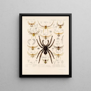 Frederick DuCane Godman - Arachnida Araneidea Pl 11.webp