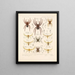 Arachnida Araneidea Pl 12 - Frederick DuCane Godman — framed artwork on a wall