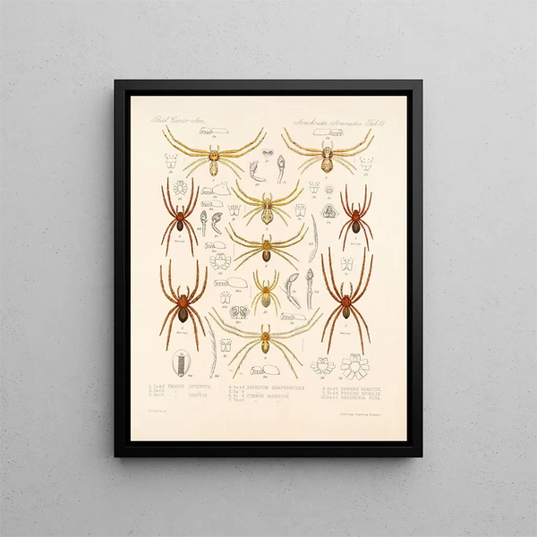Arachnida Araneidea Pl 13 - Frederick DuCane Godman — framed artwork on a wall