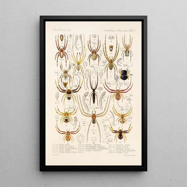 Arachnida Araneidea Pl 15 - Frederick DuCane Godman — framed artwork on a wall