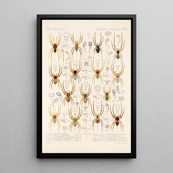 Arachnida Araneidea Pl 16 - Frederick DuCane Godman — framed artwork on a wall