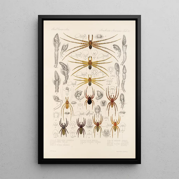 Arachnida Araneidea Pl 30 - Frederick DuCane Godman — framed artwork on a wall