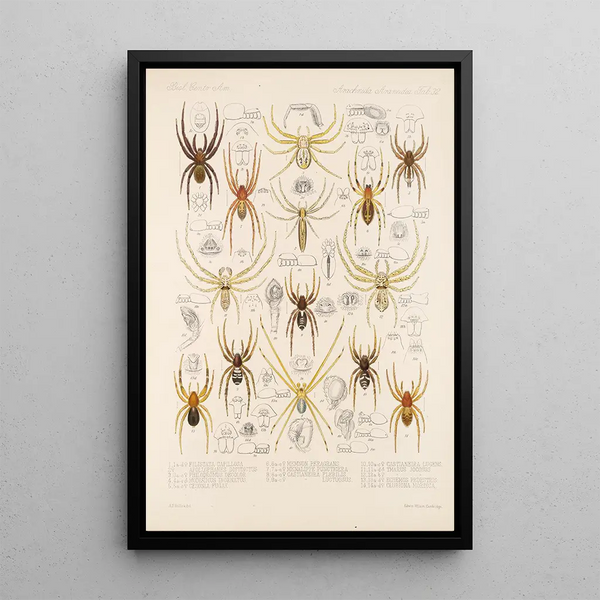 Arachnida Araneidea Pl 32 - Frederick DuCane Godman — framed artwork on a wall