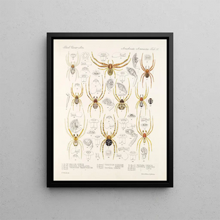 Frederick DuCane Godman - Arachnida Araneidea Pl 35.webp