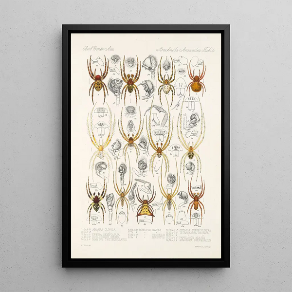 Arachnida Araneidea Pl 36 - Frederick DuCane Godman — framed artwork on a wall