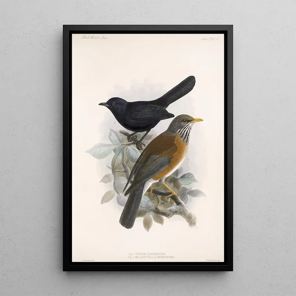 Aves Pl 03 - Frederick DuCane Godman — framed artwork on a wall