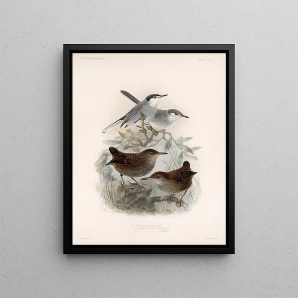 Aves Pl 05 - Frederick DuCane Godman — framed artwork on a wall