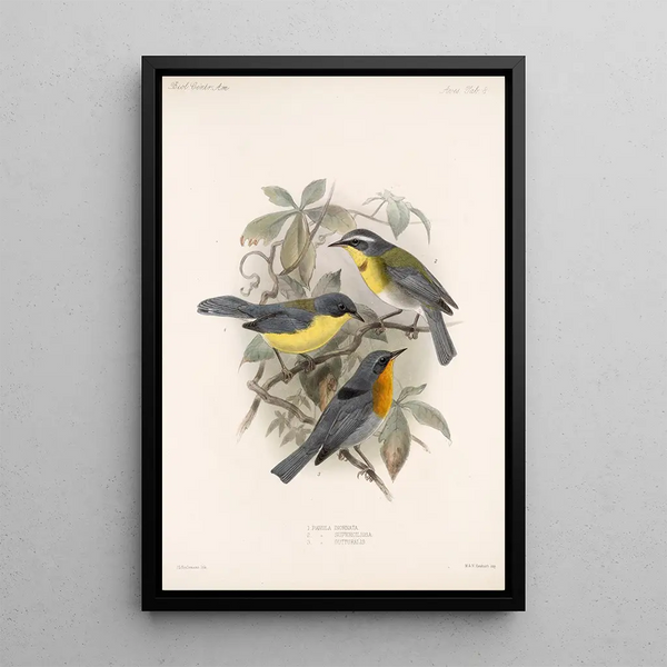 Aves Pl 08 - Frederick DuCane Godman — framed artwork on a wall
