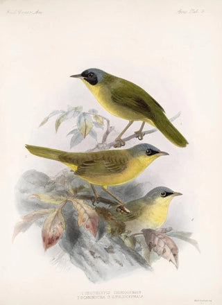 Frederick DuCane Godman - Aves Pl 09.webp