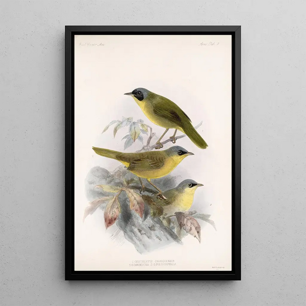 Aves Pl 09 - Frederick DuCane Godman — framed artwork on a wall