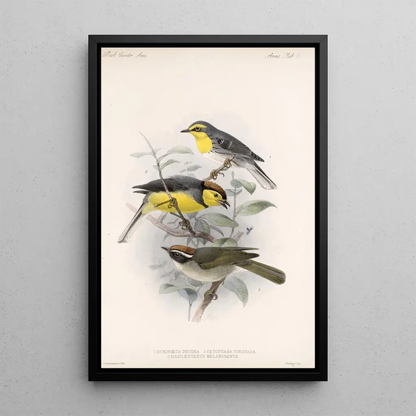 Aves Pl 10 - Frederick DuCane Godman — framed artwork on a wall