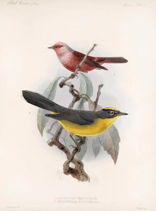 Frederick DuCane Godman - Aves Pl 11.webp