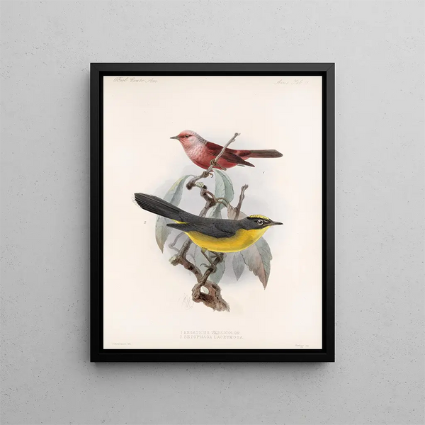 Aves Pl 11 - Frederick DuCane Godman — framed artwork on a wall