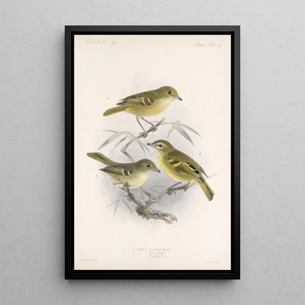 Aves Pl 12 - Frederick DuCane Godman — framed artwork on a wall