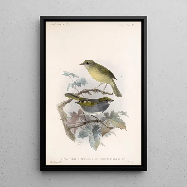 Aves Pl 13 - Frederick DuCane Godman — framed artwork on a wall