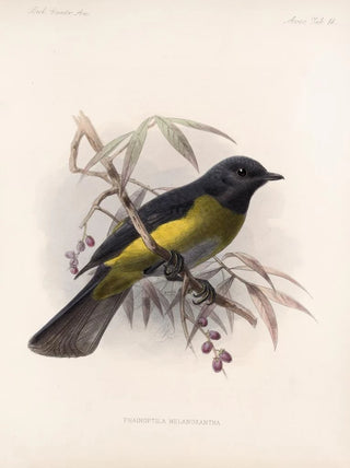 Frederick DuCane Godman - Aves Pl 14.webp