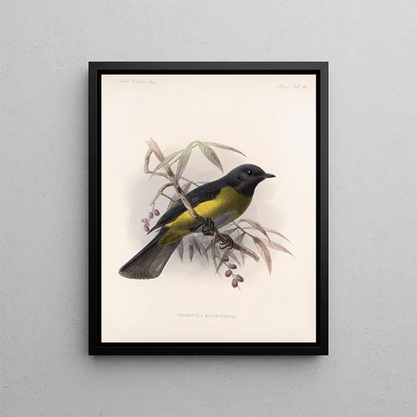 Aves Pl 14 - Frederick DuCane Godman — framed artwork on a wall