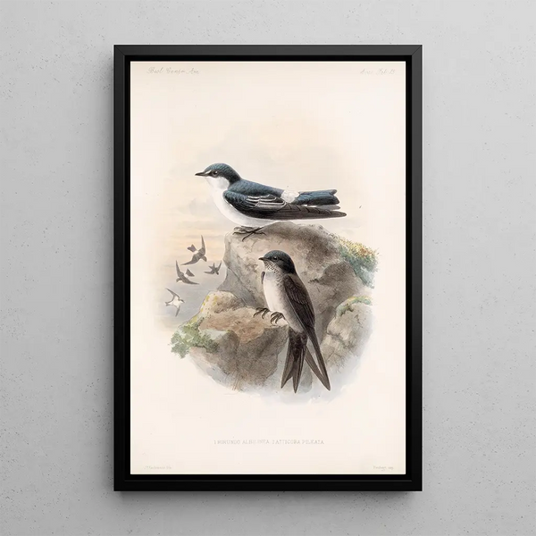 Aves Pl 15 - Frederick DuCane Godman — framed artwork on a wall