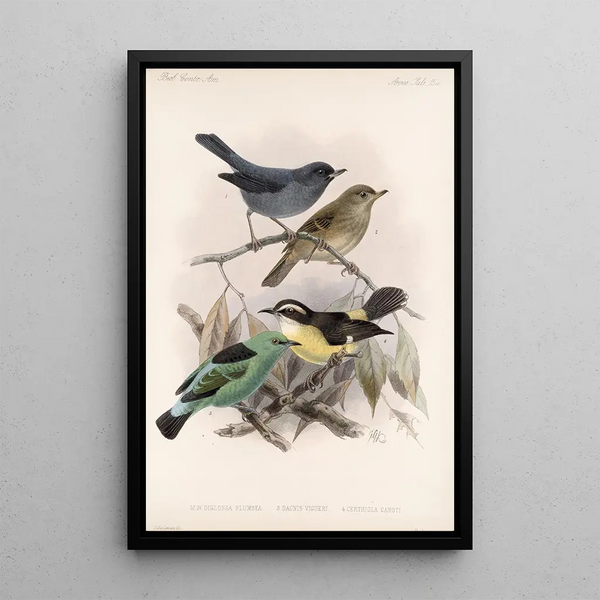 Aves Pl 16 - Frederick DuCane Godman — framed artwork on a wall