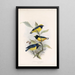 Aves Pl 17 - Frederick DuCane Godman — framed artwork on a wall
