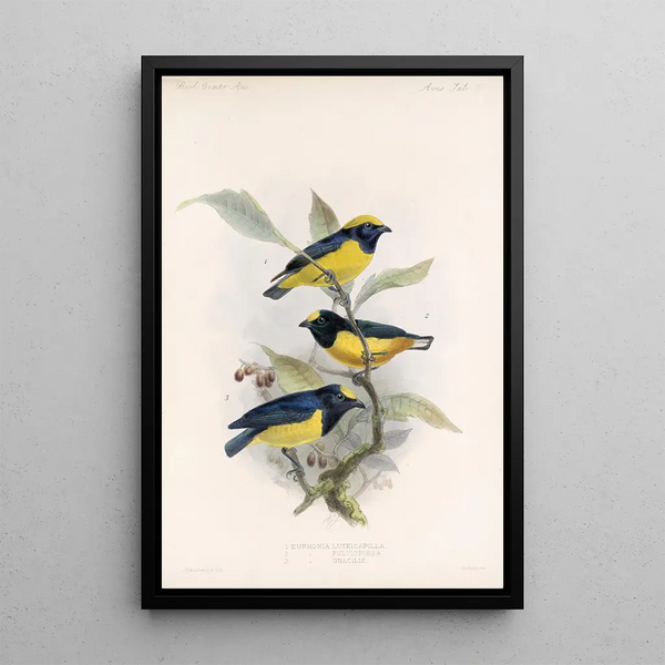 Aves Pl 17 - Frederick DuCane Godman — framed artwork on a wall