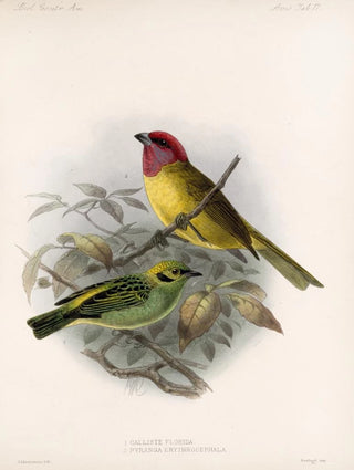 Frederick DuCane Godman - Aves Pl 18.webp