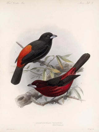 Frederick DuCane Godman - Aves Pl 19.webp
