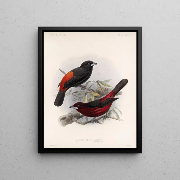 Aves Pl 19 - Frederick DuCane Godman — framed artwork on a wall