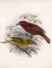 Aves Pl 20 - Frederick Du Cane Godman — artwork view