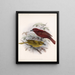 Aves Pl 20 - Frederick Du Cane Godman — framed artwork on a wall