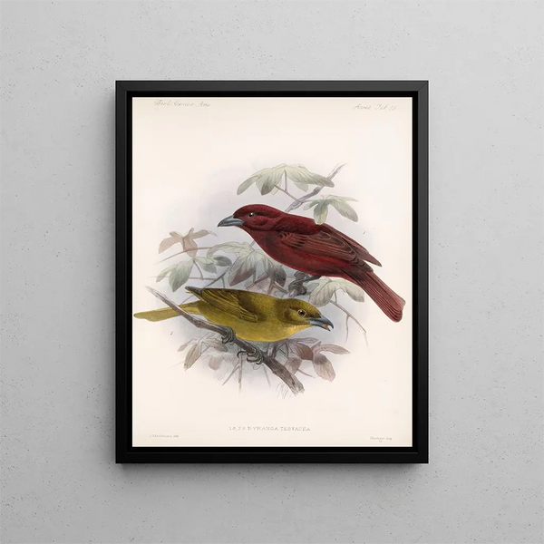 Aves Pl 20 - Frederick Du Cane Godman — framed artwork on a wall