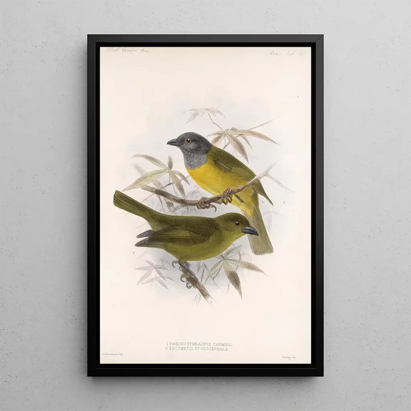 Aves Pl 21 - Frederick DuCane Godman — framed artwork on a wall