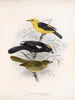 Aves Pl 22 - Frederick Du Cane Godman — artwork view