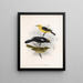 Aves Pl 22 - Frederick Du Cane Godman — framed artwork on a wall