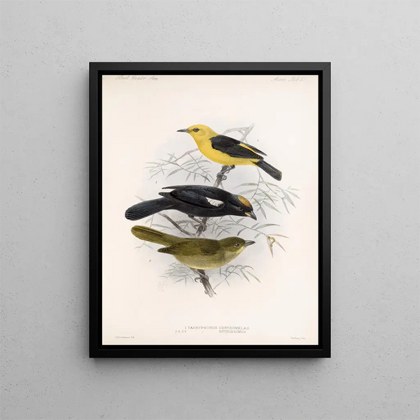 Aves Pl 22 - Frederick Du Cane Godman — framed artwork on a wall