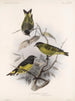 Aves Pl 32 - Frederick Du Cane Godman — artwork view