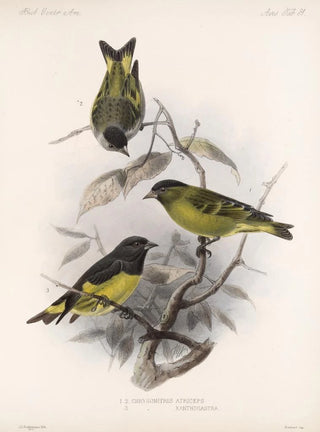 Frederick DuCane Godman - Aves Pl 32.webp