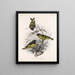 Aves Pl 32 - Frederick Du Cane Godman — framed artwork on a wall