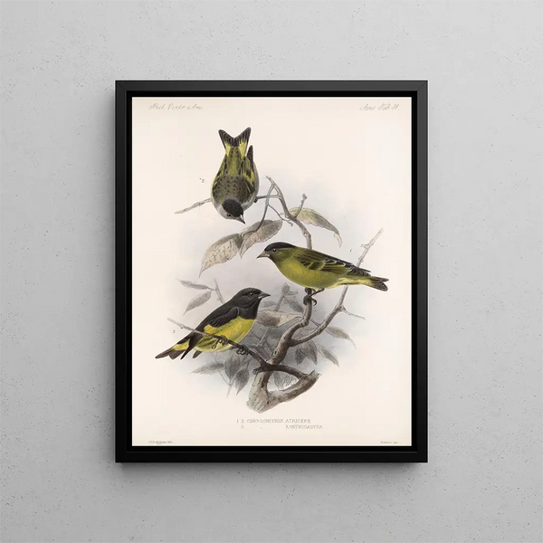Aves Pl 32 - Frederick Du Cane Godman — framed artwork on a wall