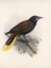 Aves Pl 33 - Frederick Du Cane Godman — artwork view